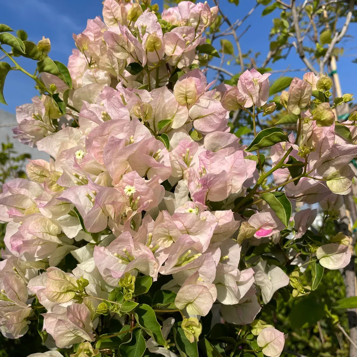 White Bougainvillea Vine