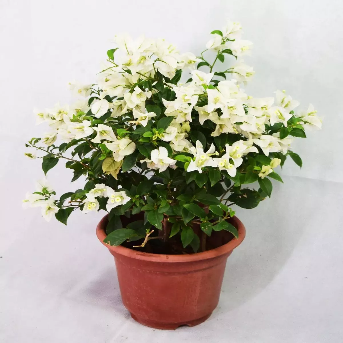 White Bougainvillea