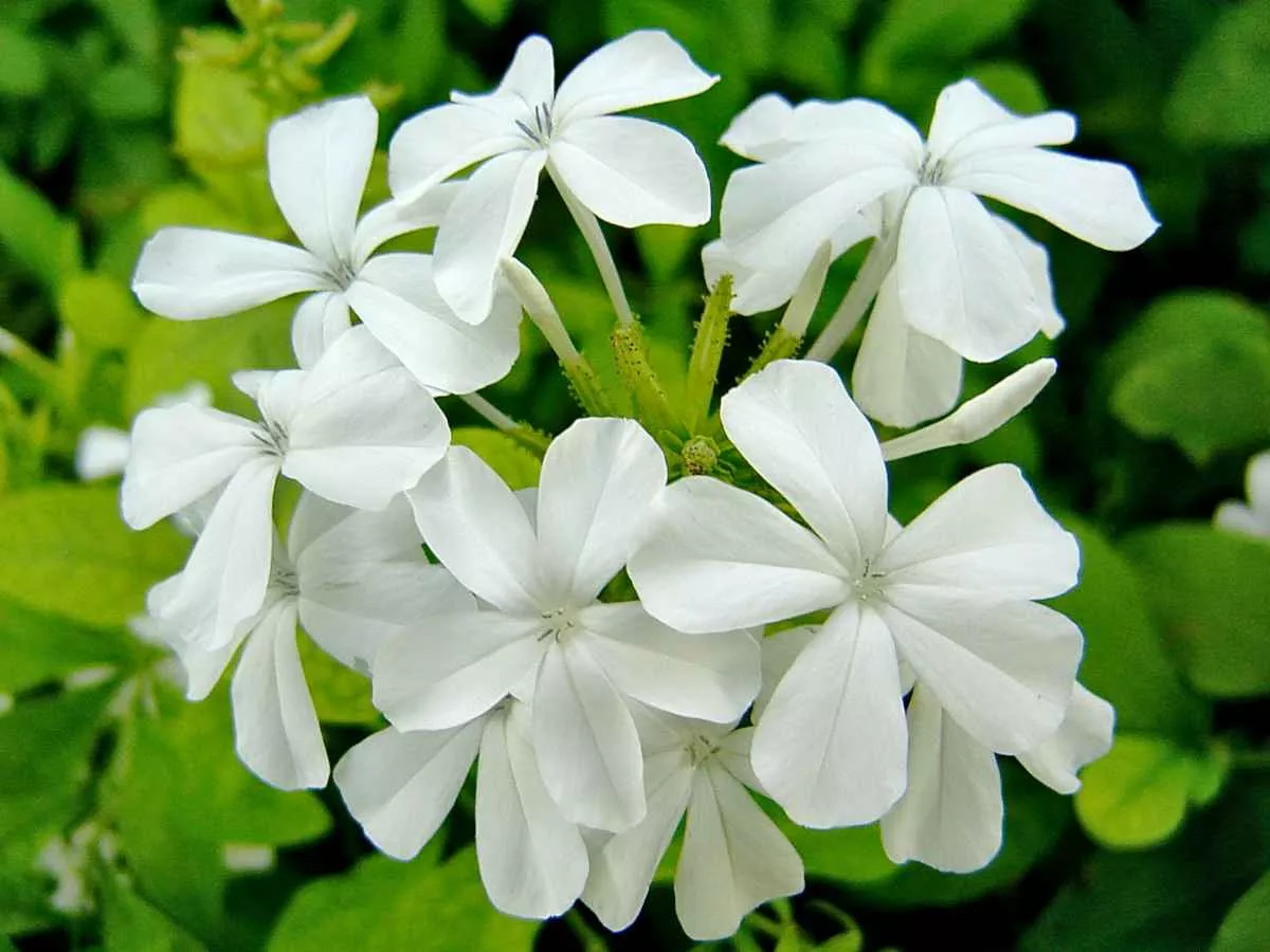 White Cape Plumbago