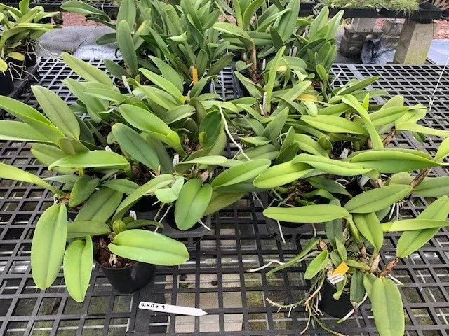 White Cattleya Package