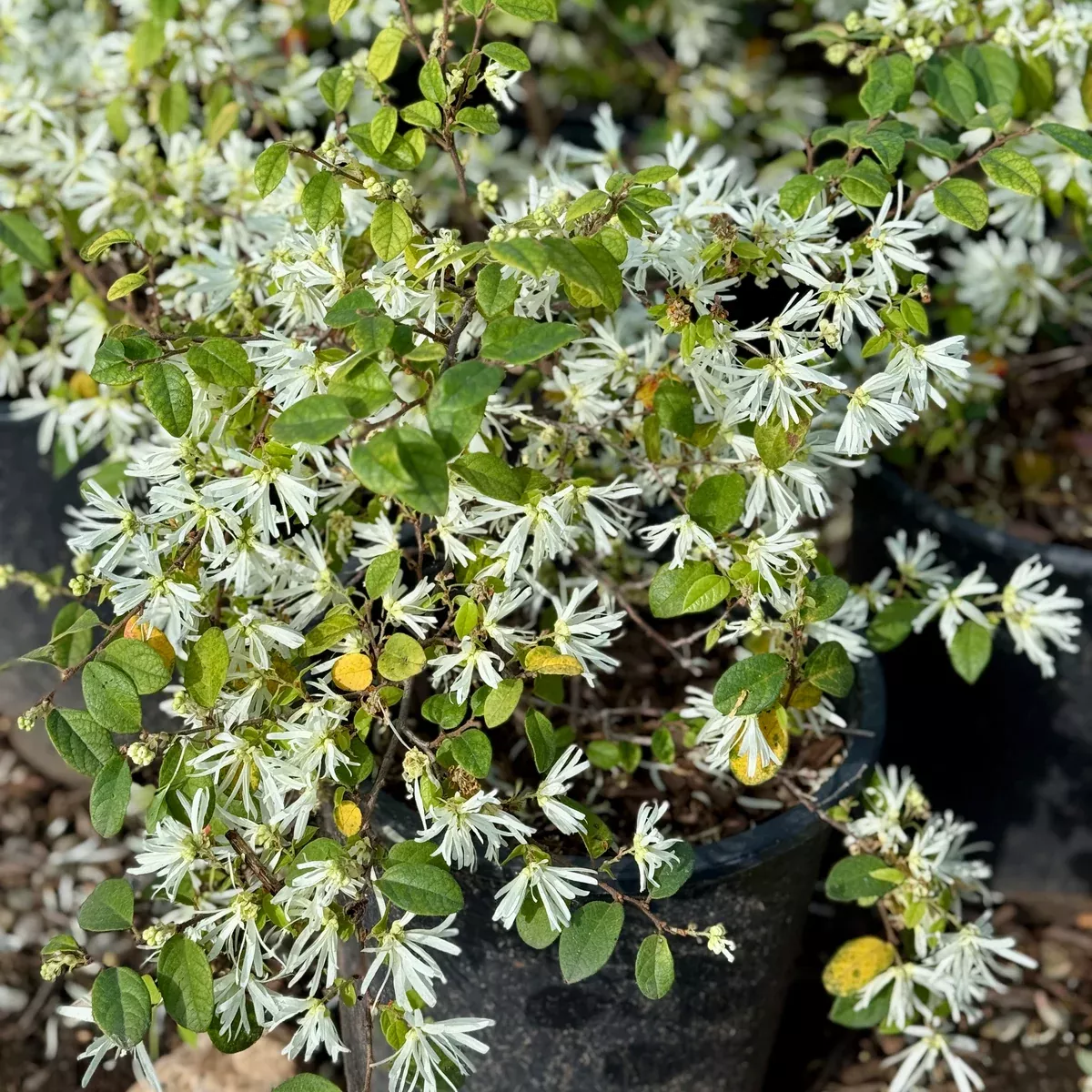 White Chinese Fringe Flower