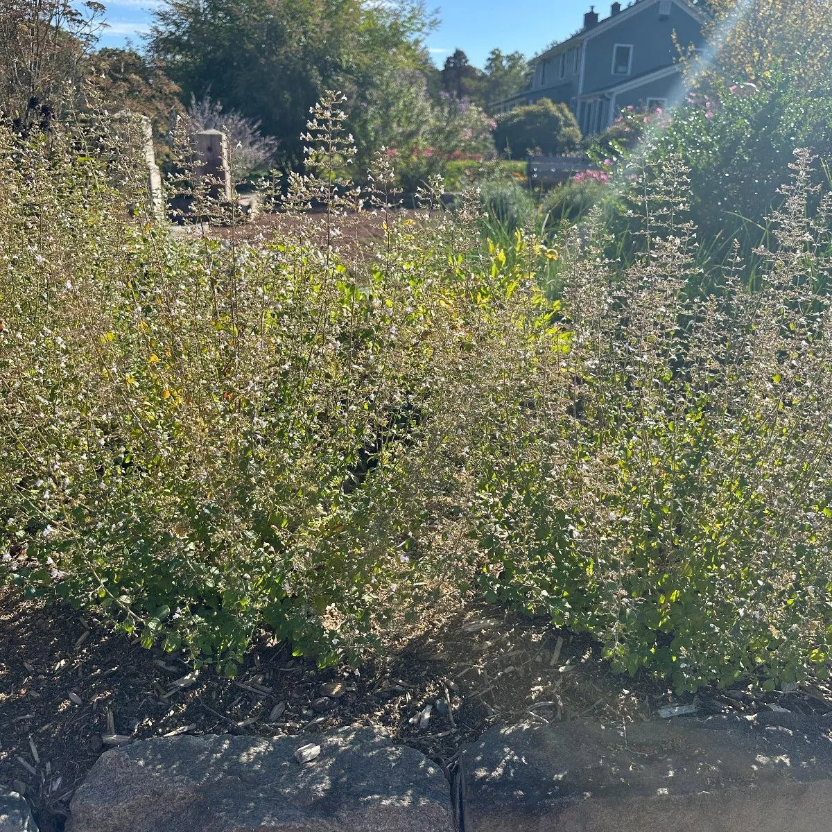 White Cloud Lesser Calamint