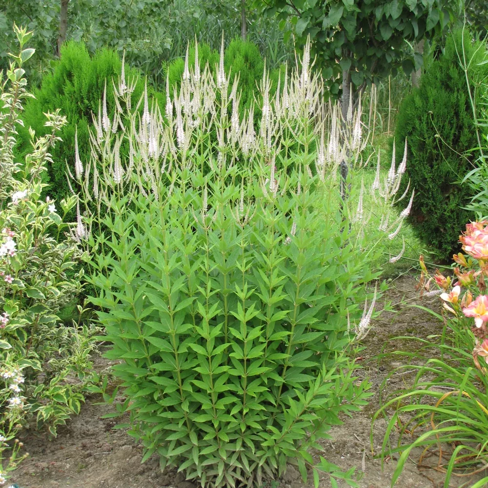 White Culver's Root
