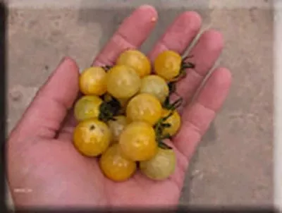 White Currant Tomato