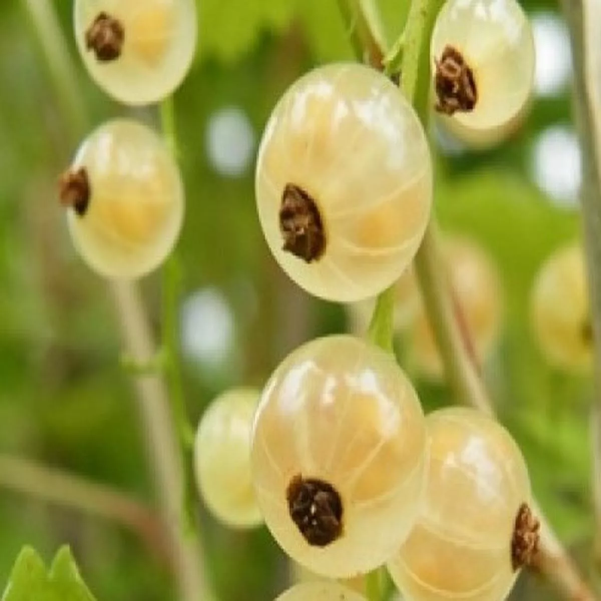 White Currant White VersaillesRibes rubrum