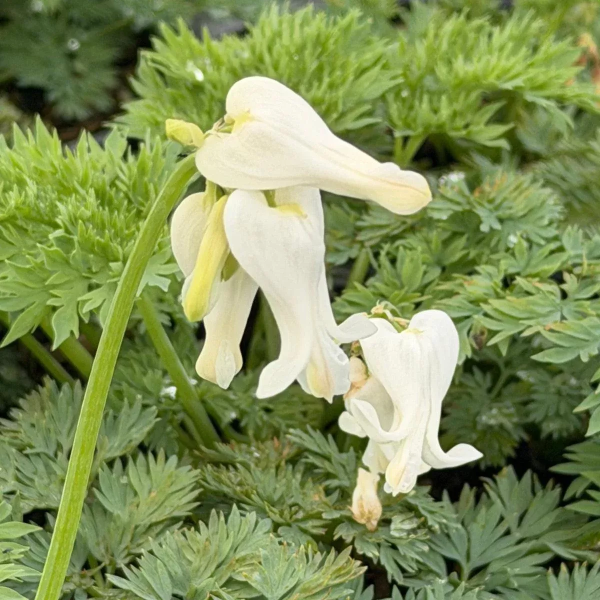 White Diamonds Fringed Bleeding Heart
