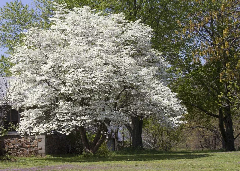 White Dogwood Tree
