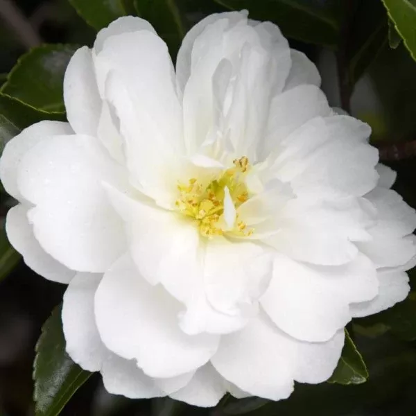 White Doves Camellia