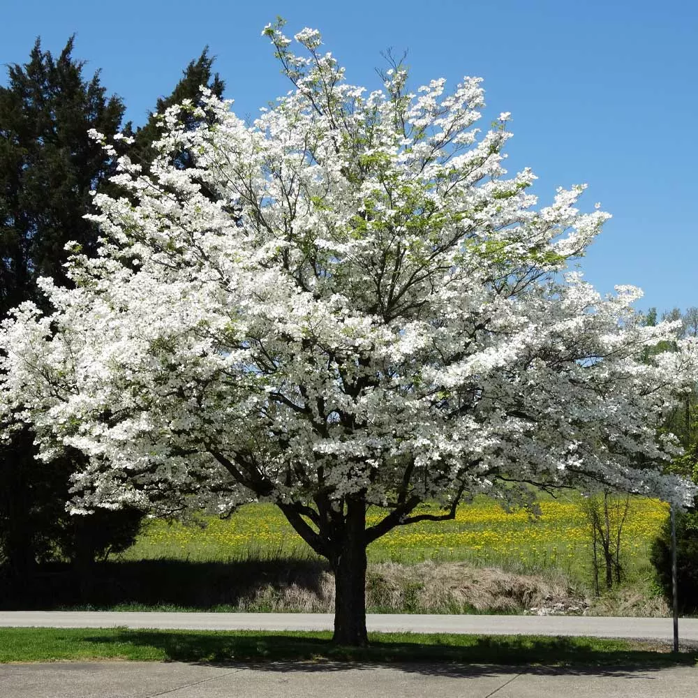WHITE FLOWERING DOGWOOD