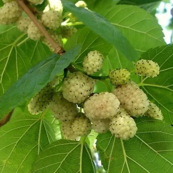 White Fruiting Mulberry
