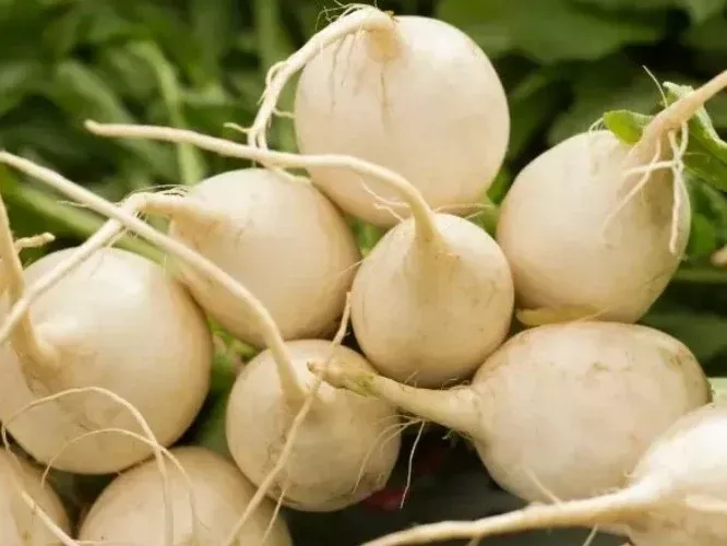 White Hailstone Radish (1888)