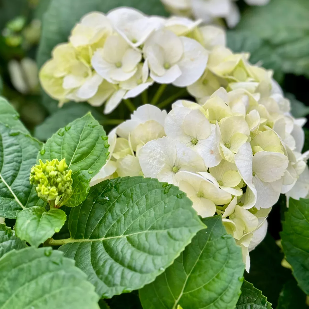 White Hydrangea