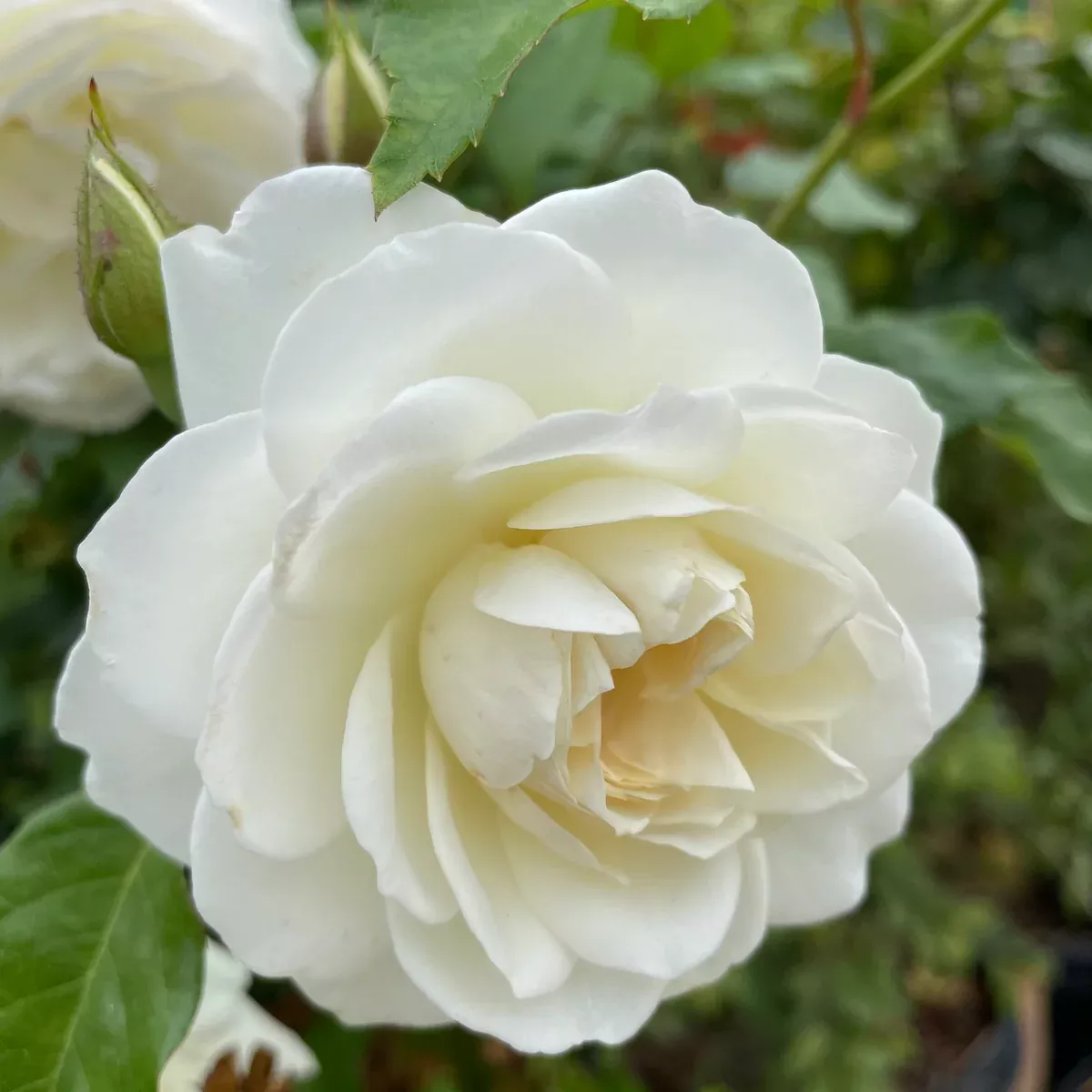 White Iceberg Rose Tree