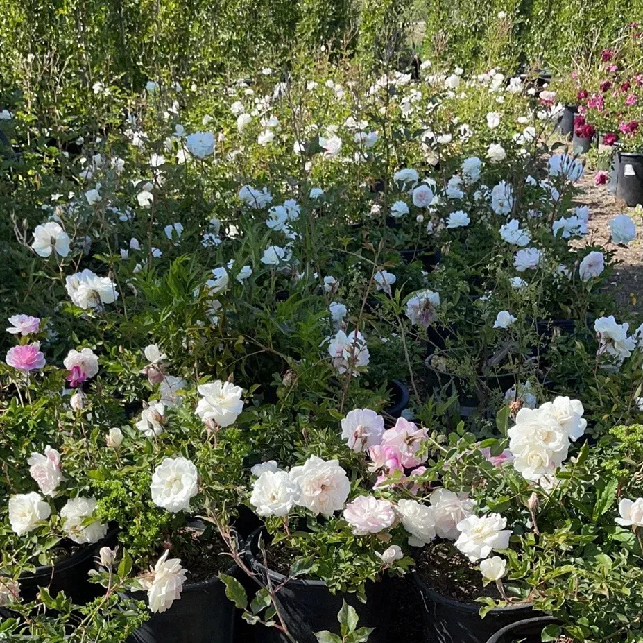 White Iceberg Rose