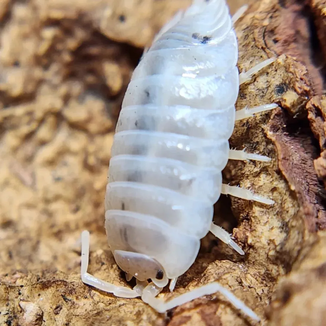 White Isopods (Porcellio laevis) - Pure Isopods for Bioactive Terrariums, Vivariums, and Clean-Up Crews