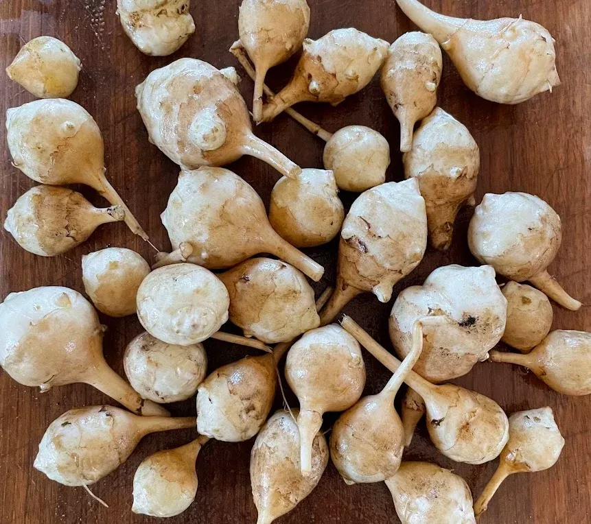 White Jerusalem Artichoke Tubers