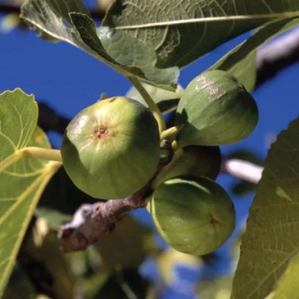 White Kadota Fig