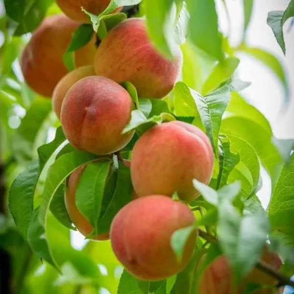 White Lady Peach