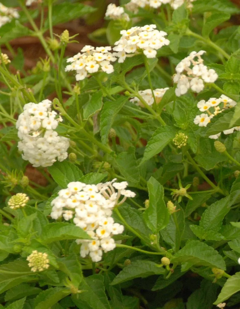White Lightnin' Trailing Lantana