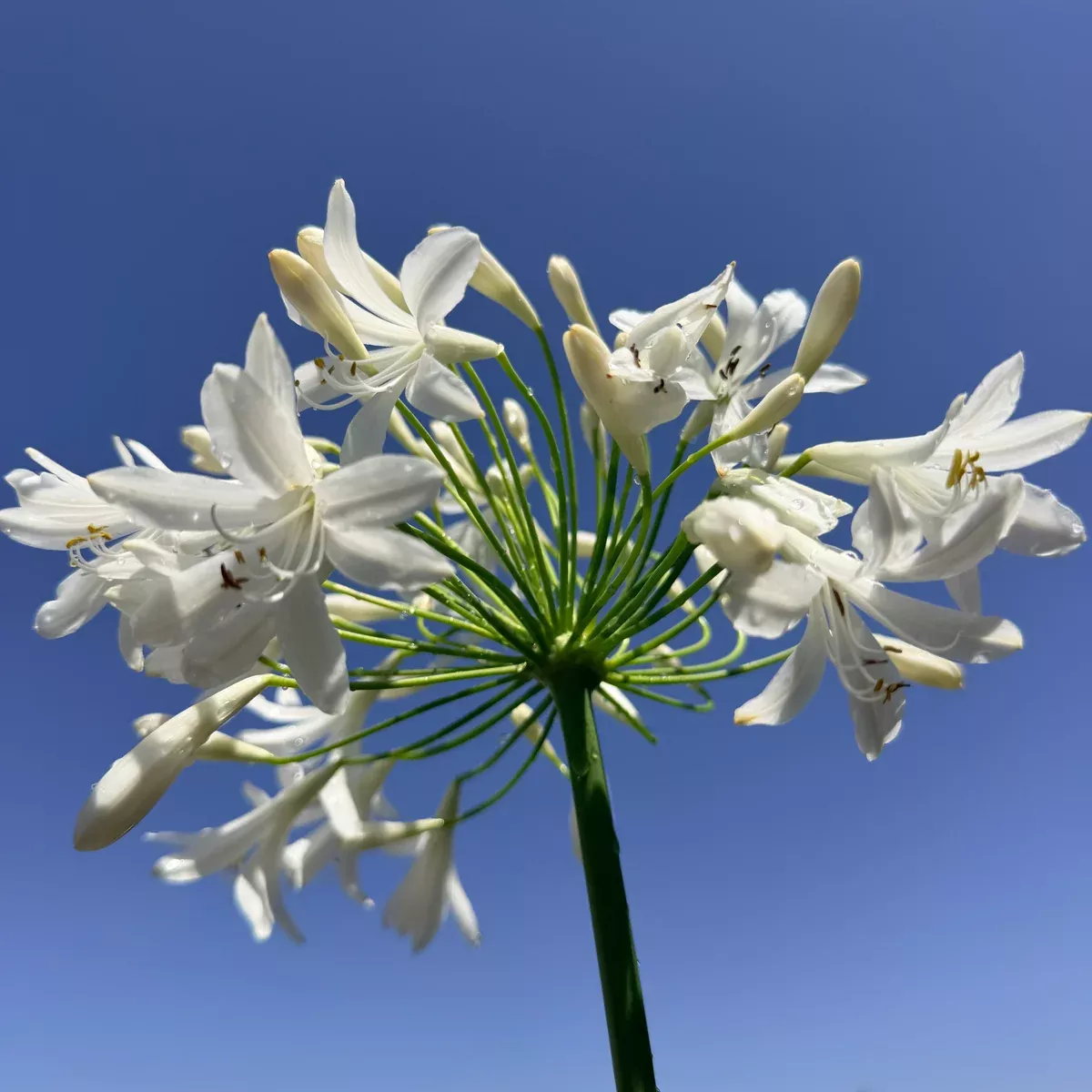 White Lily of the Nile