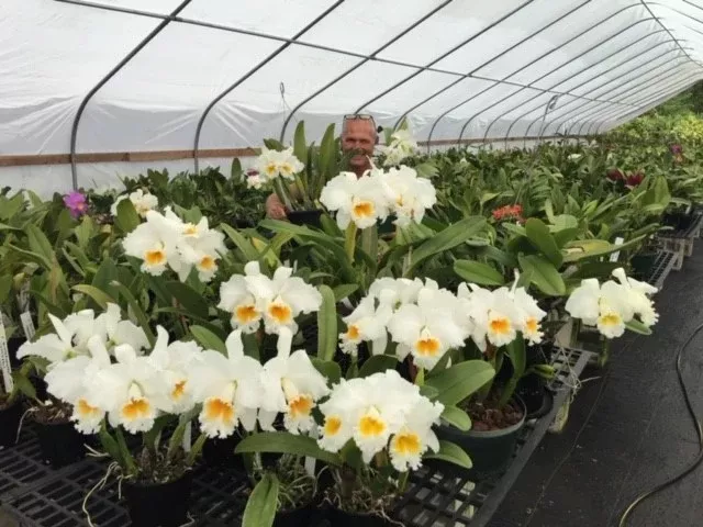 White Magic - 24 asst WhiteCattleyas - Blooming Size