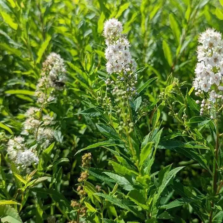 White Meadowsweet