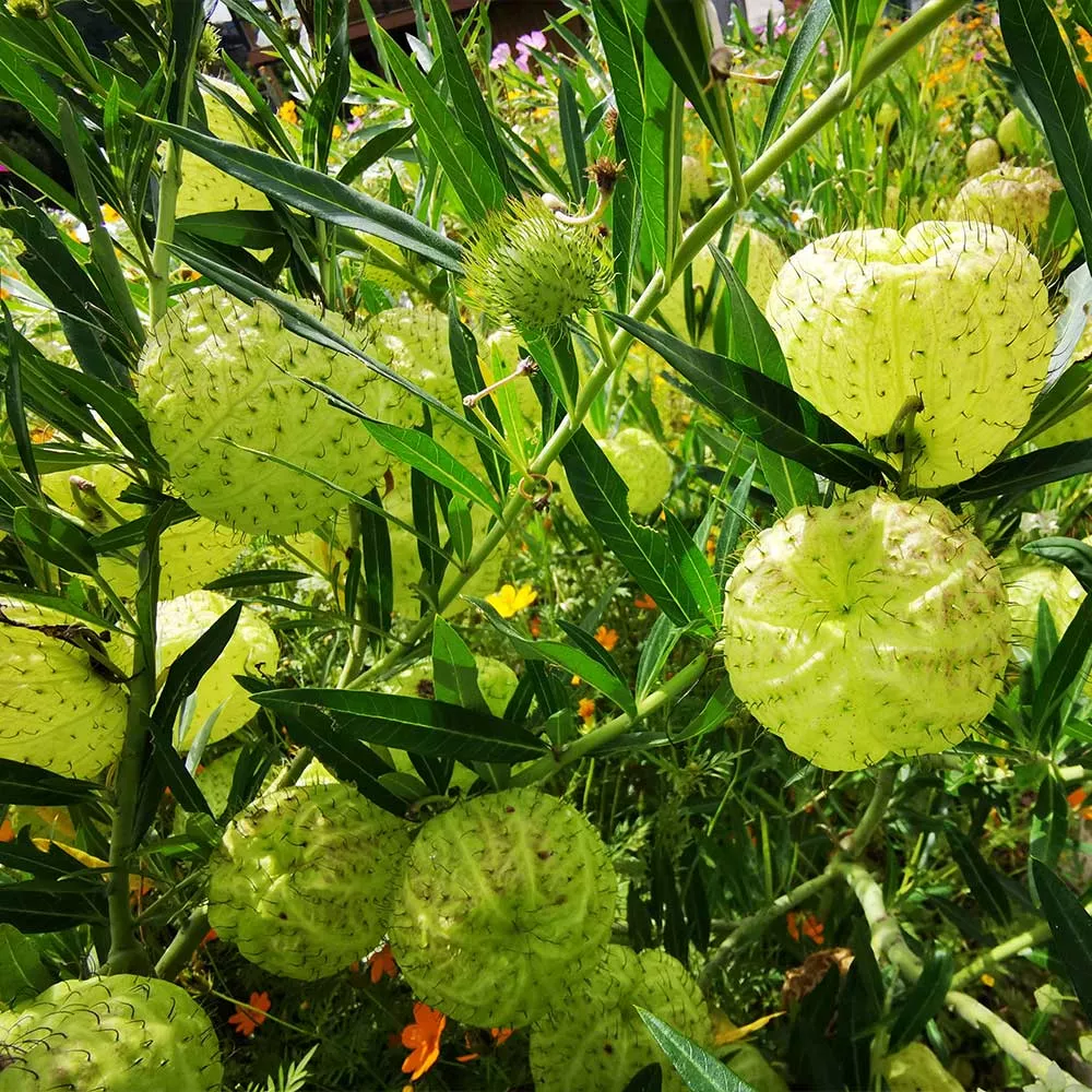 White Milkweed Tree