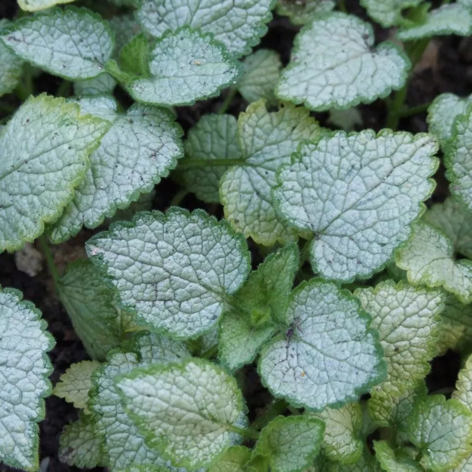 White Nancy Spotted Deadnettle