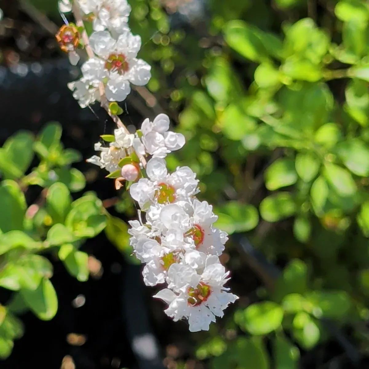 White New Zealand Tea Tree