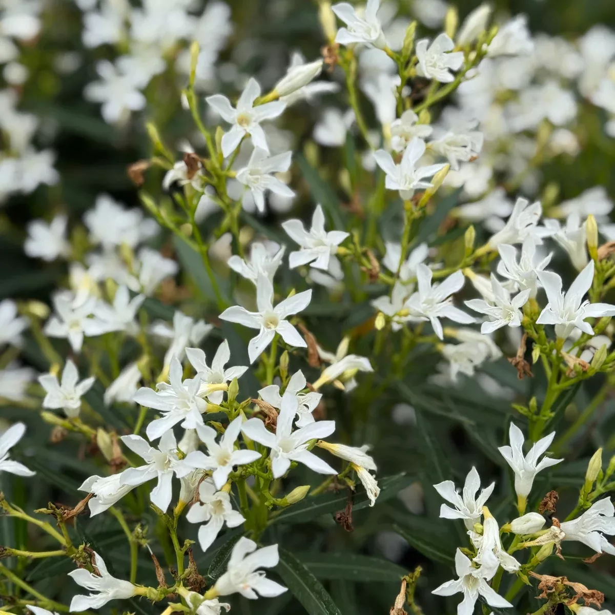 White Oleander