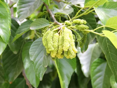 White Pakistan (fruiting mulberry)