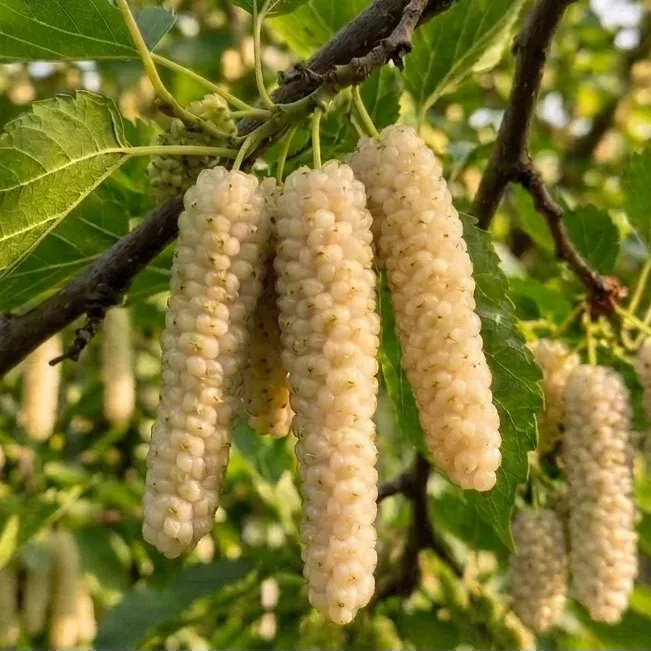 White Pakistan Mulberry