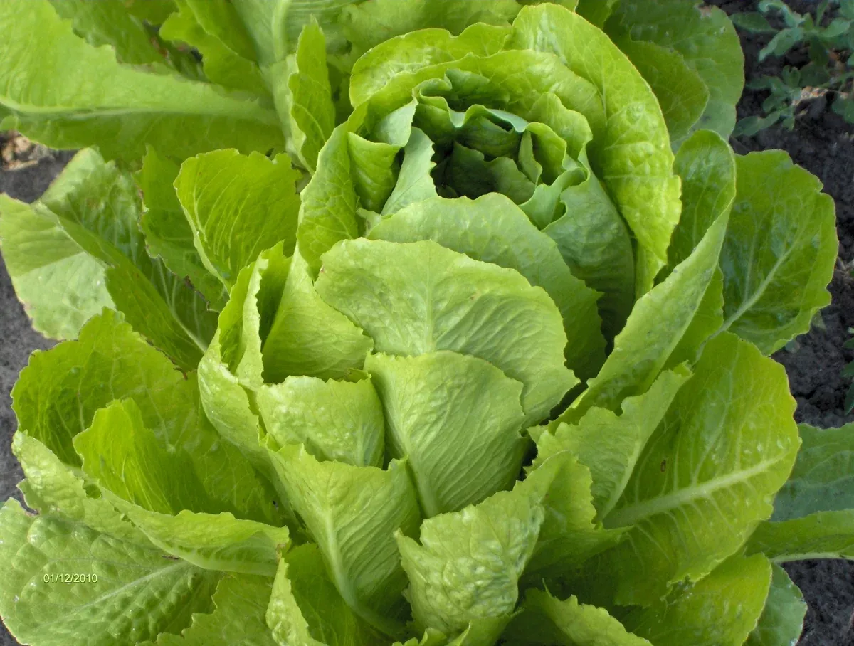 White Paris Cos Lettuce