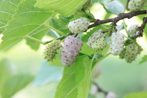 White Persian (fruiting mulberry)
