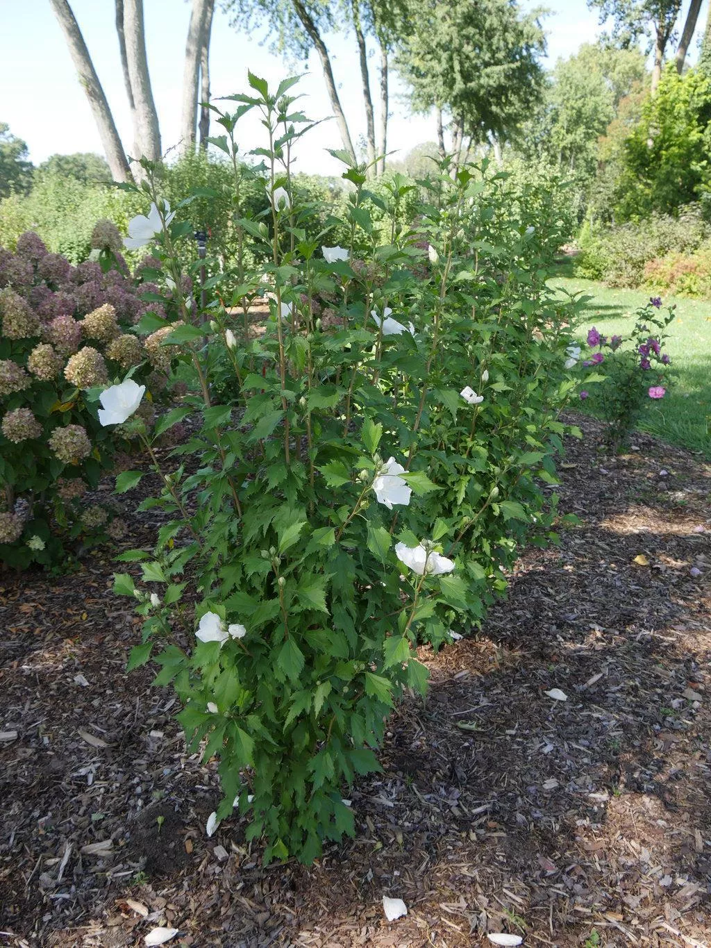 White Pillar Rose of Sharon