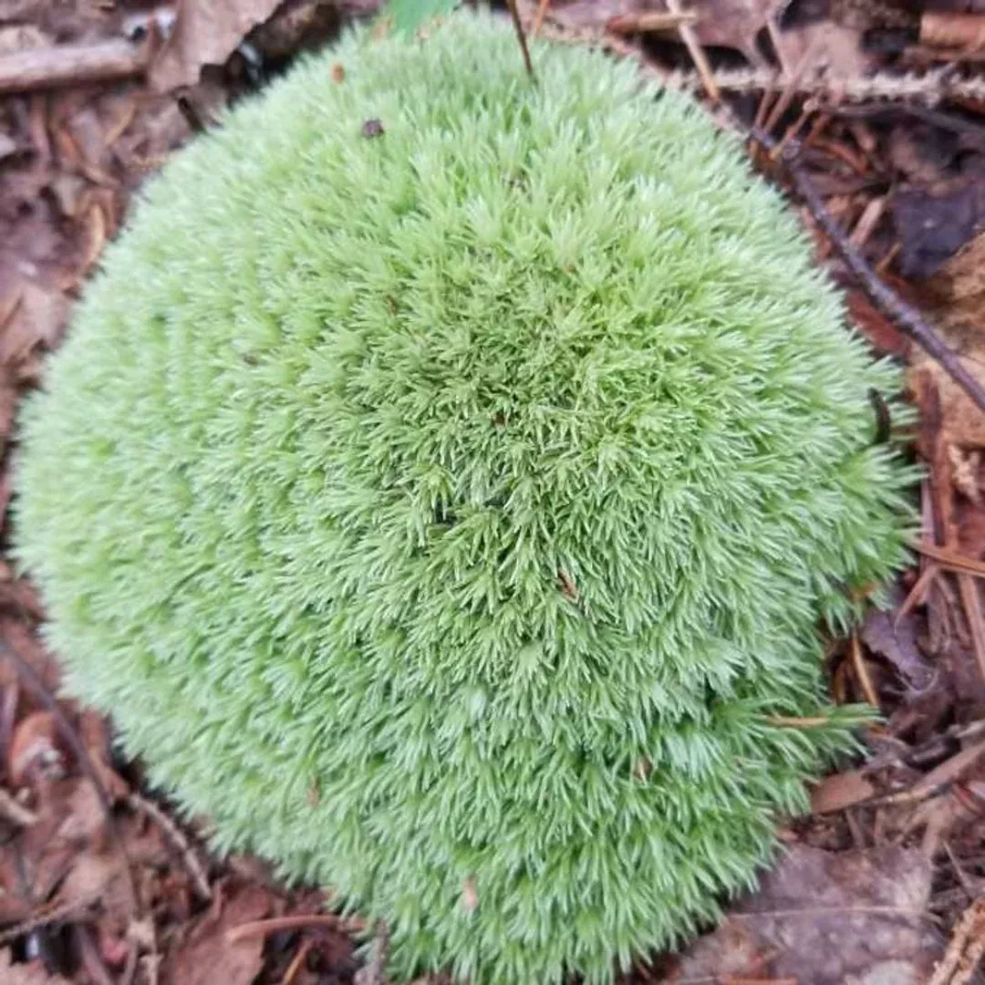 White Pincushion Moss (Leucobryum albidum) – Live Moss for Terrariums, Vivariums, and Reptile Enclosures