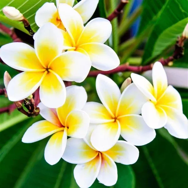 White Plumeria