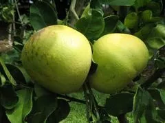WHITE PUMMELO GRAPEFRUIT- C. sinensis x C. maximaZone:8b-9
