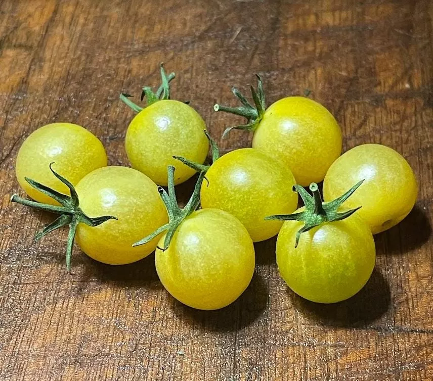 White Rabbit Tomato Seeds