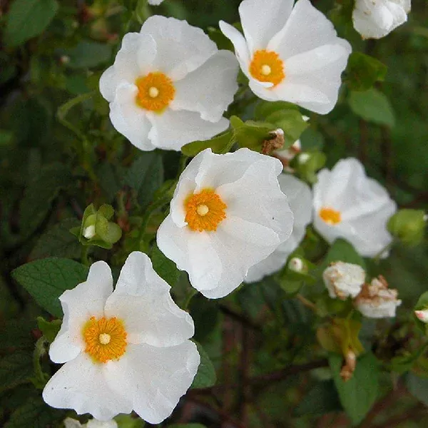 White Rockrose