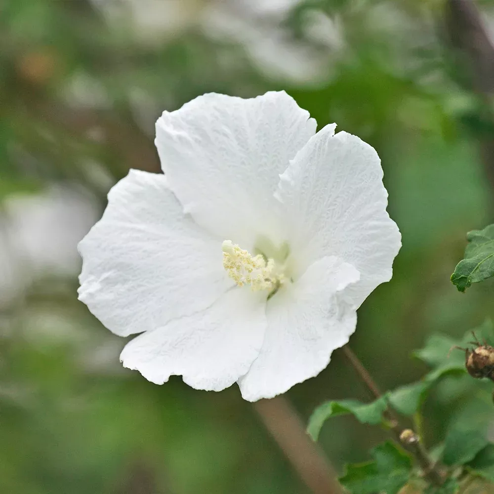 White Rose of Sharon Althea Shrub