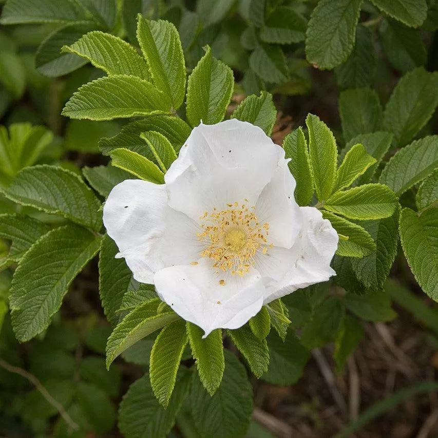 White Rugosa Rose