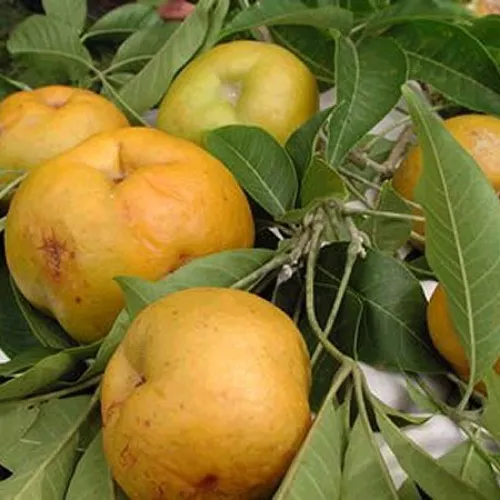 White Sapote – Casimiroa Edulis