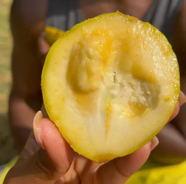 White Sapote *Pre-Order*