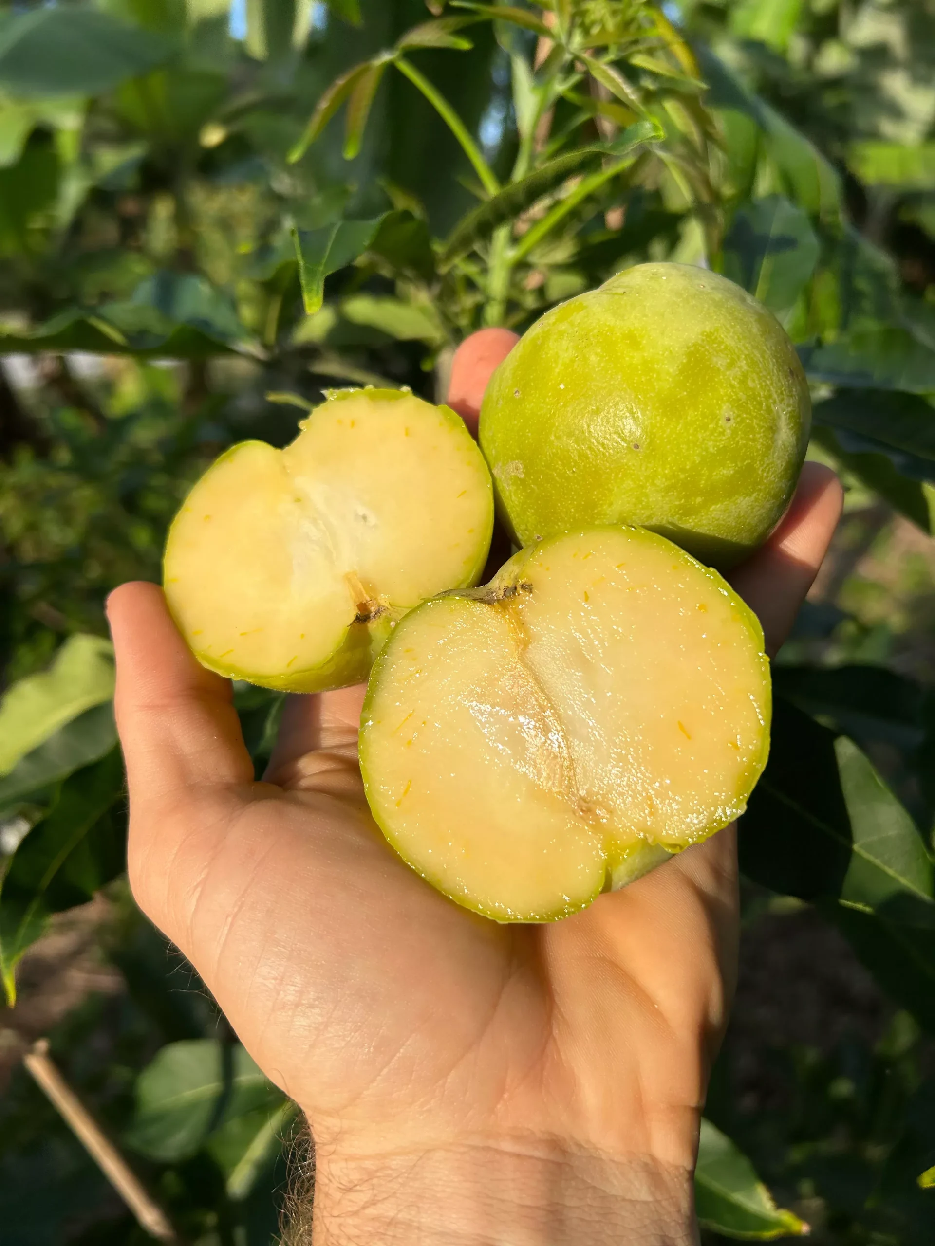 White Sapote Tree ‘Bonita Springs’