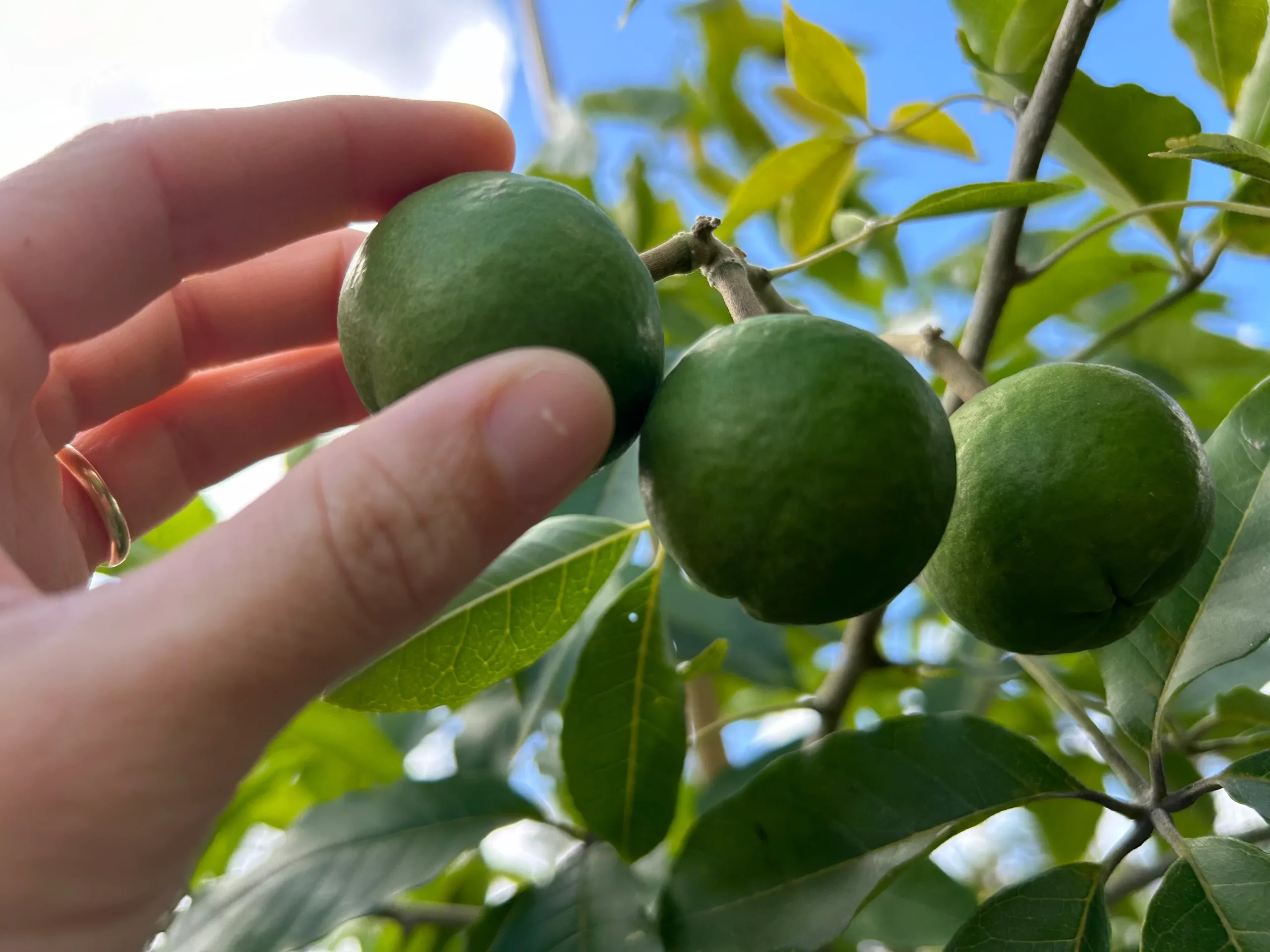 White Sapote Tree ‘Vernon’