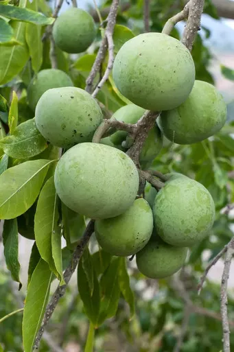 White Sapote Tree