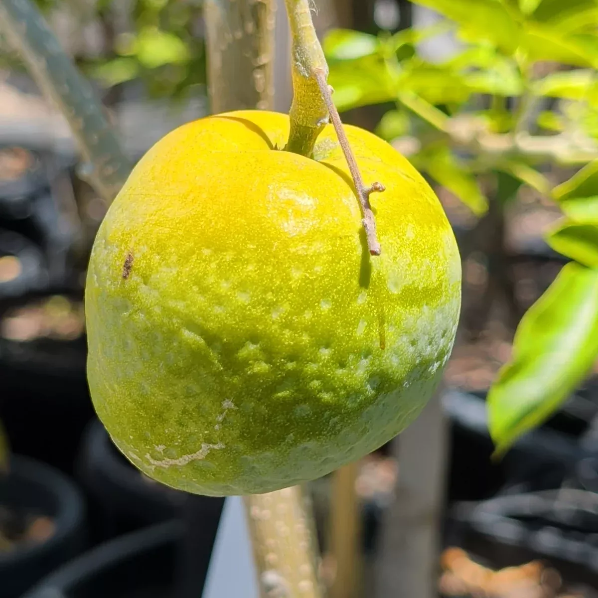 White Sapote