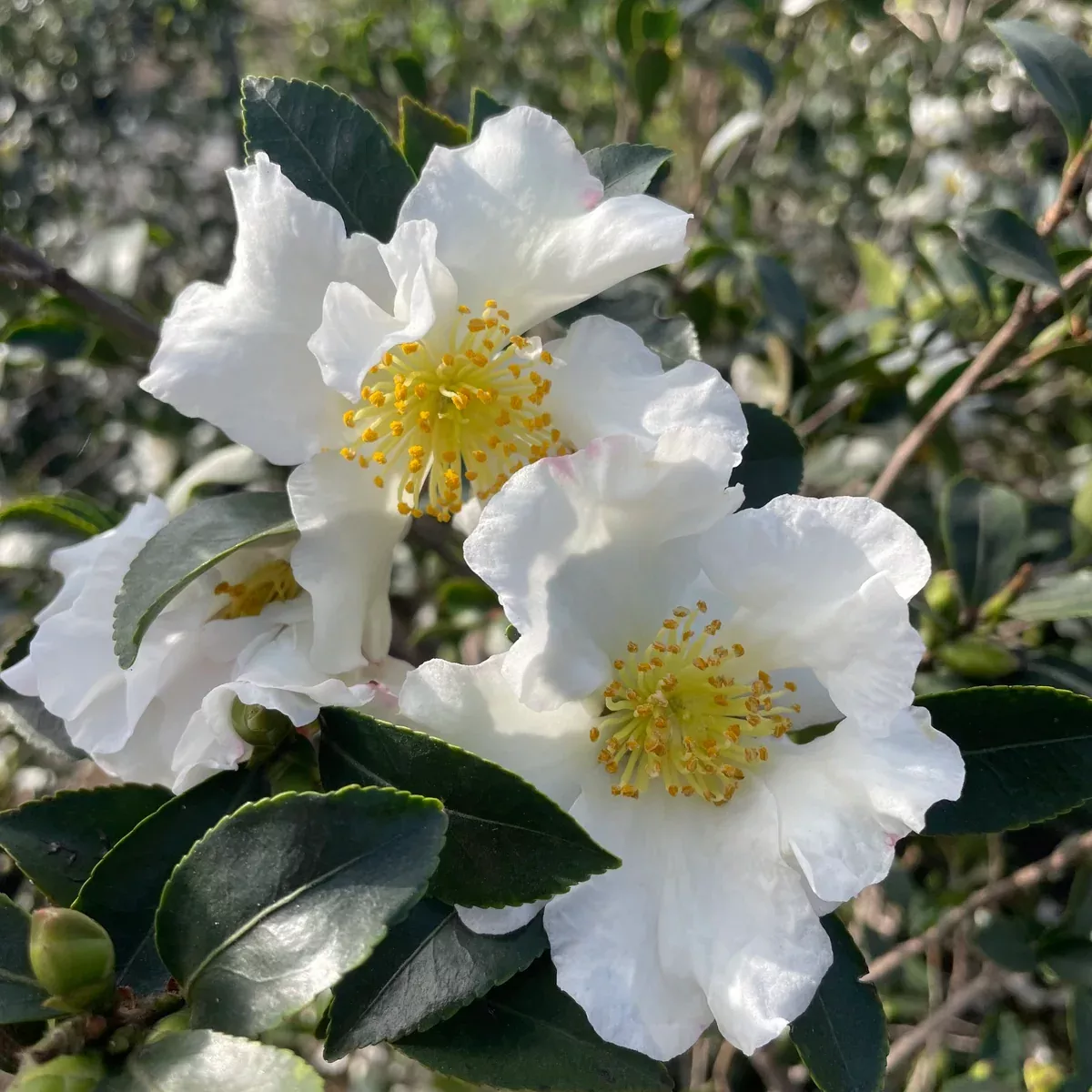 White Setsugekka Camellia
