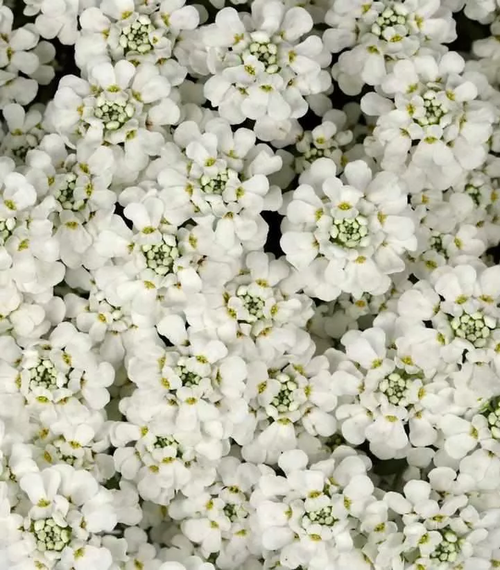 White Shadow Candytuft